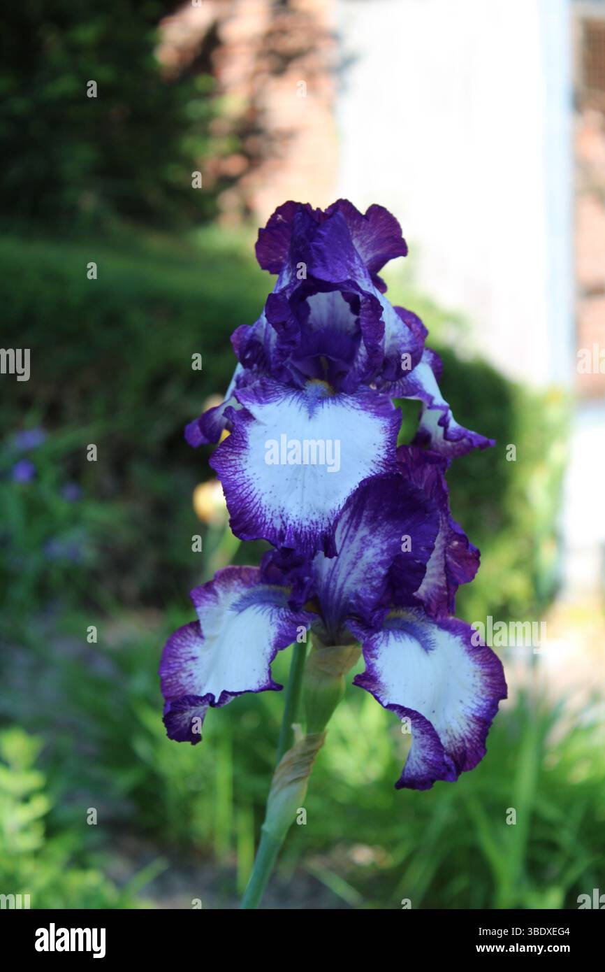 Gros plan de la fleur d'iris vibrante Banque D'Images