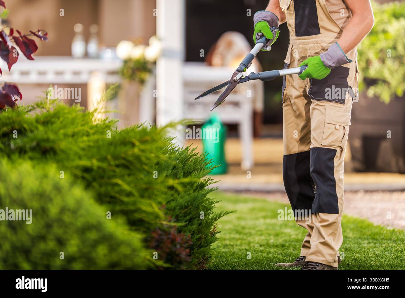 Un jardinier utilise des cisailles pour façonner soigneusement les haies vertes dans une cour résidentielle, mettant en valeur les compétences de jardinage et l'entretien extérieur. Lumière du soleil Banque D'Images