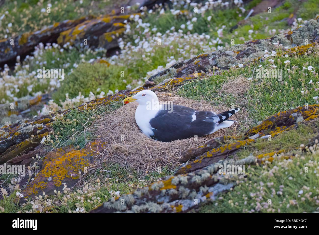 Great Black dos Goull assis sur un nid sur Skokholm Island Wales Banque D'Images