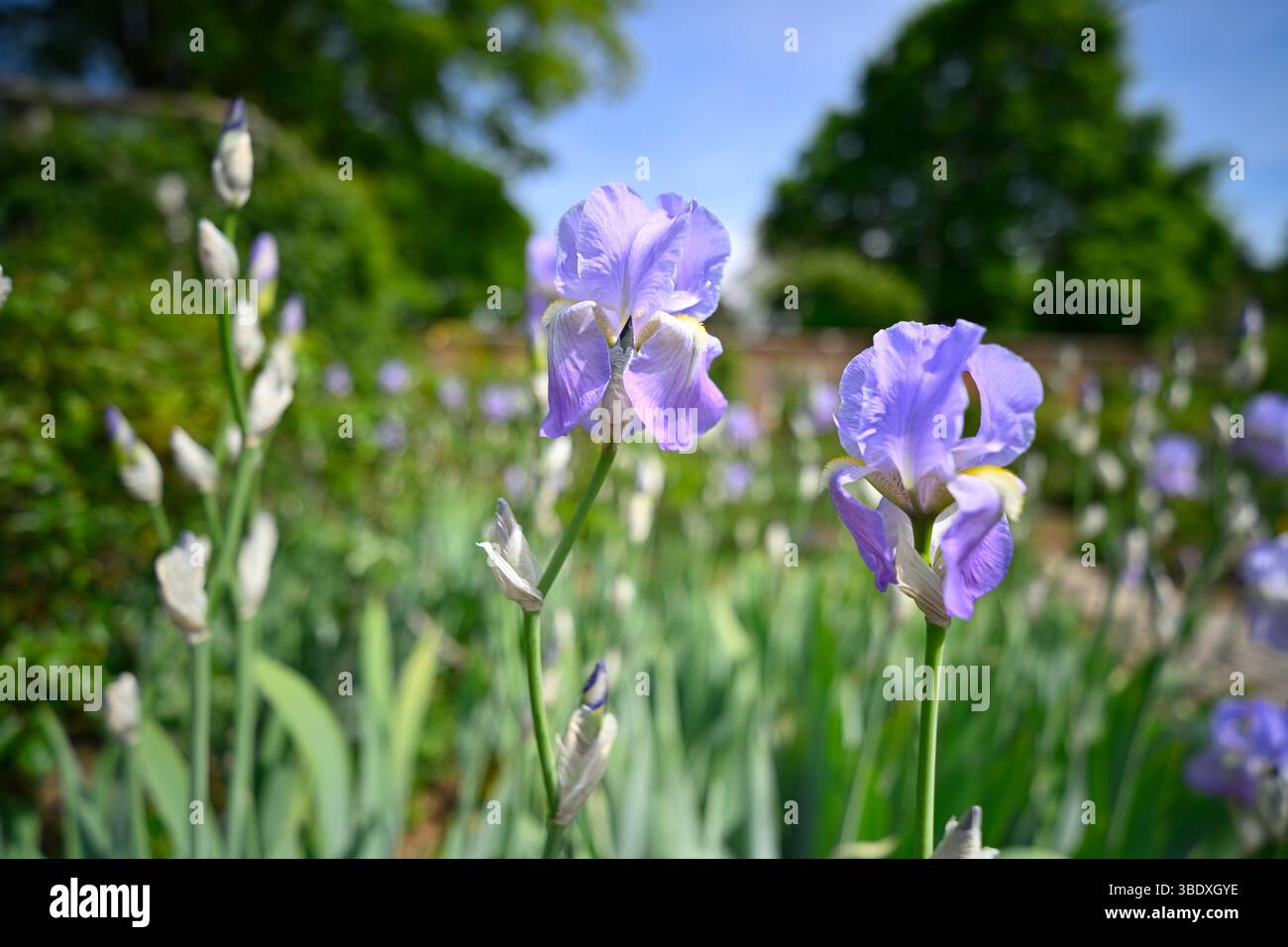 Bleu pâle fleurs de début d'été de l'iris barbu Jane Phillips poussant dans une frontière Royaume-Uni mai Banque D'Images