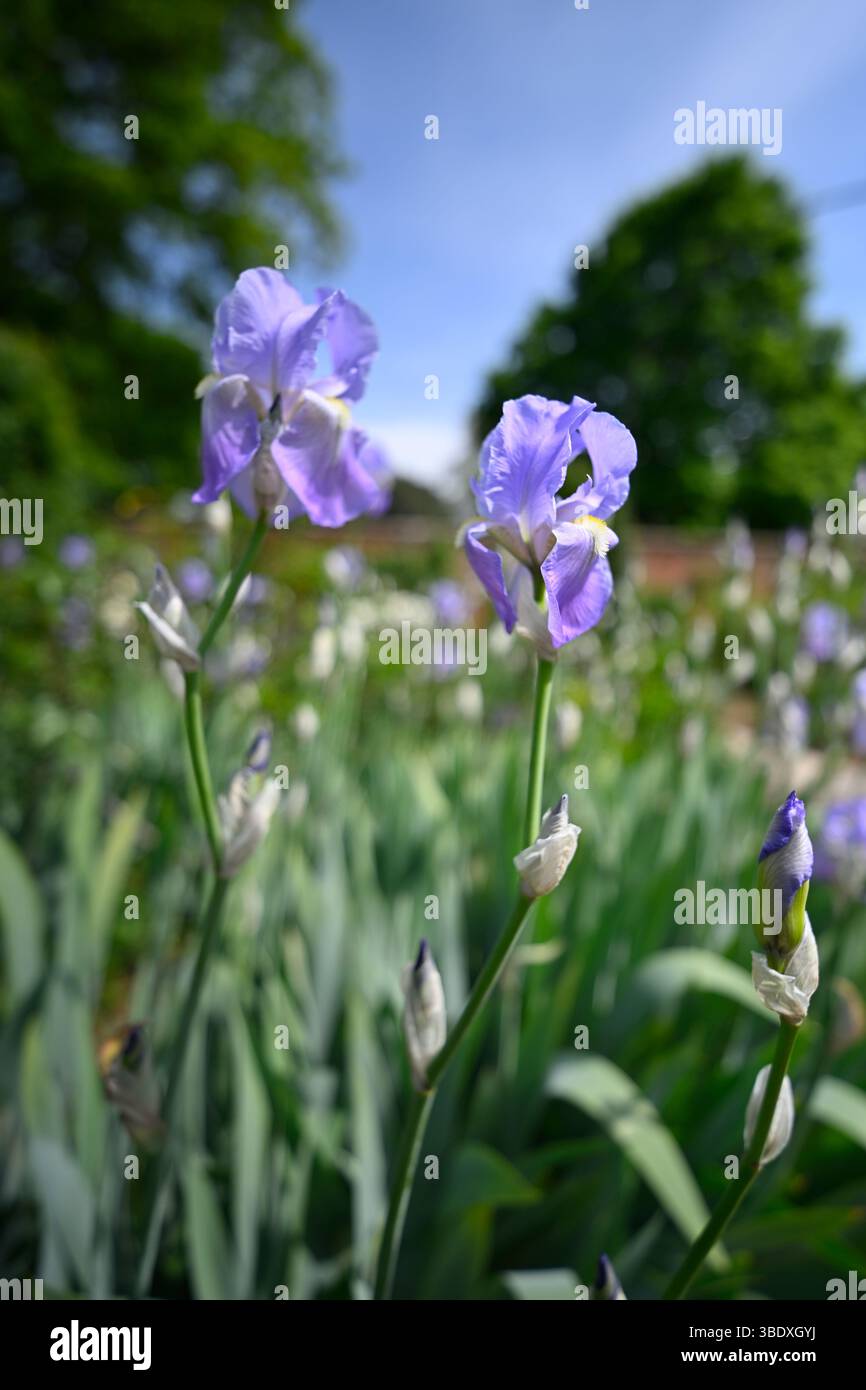 Bleu pâle fleurs de début d'été de l'iris barbu Jane Phillips poussant dans une frontière Royaume-Uni mai Banque D'Images