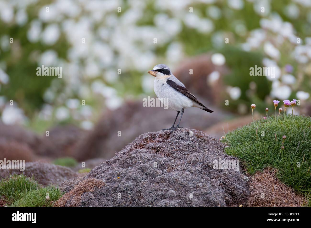 Wheatear du Nord mâle transportant de la nourriture devant le Sea Campion sur l'île de Skokholm au pays de Galles Banque D'Images