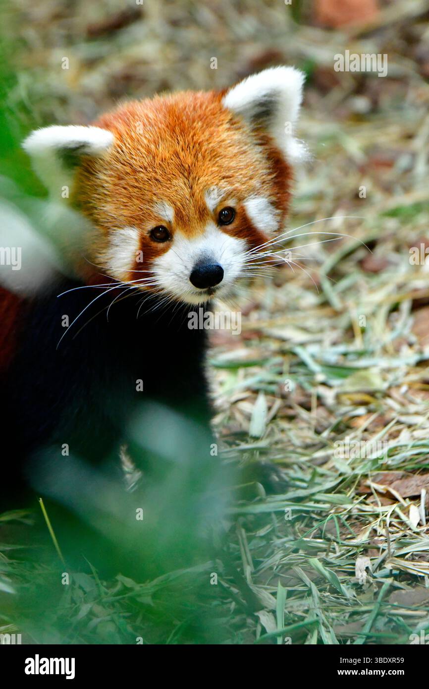 Panda rouge dans un zoo de Singapour, en Asie. Banque D'Images