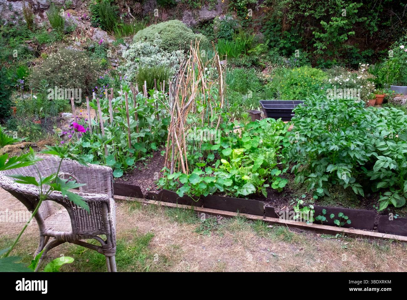 Petit lit surélevé culture de pommes de terre pois fèves haricots carde suisse dans un jardin rural à l'arrière pendant la canicule du printemps 2025 pays de Galles Royaume-Uni Grande-Bretagne KATHY DEWITT Banque D'Images