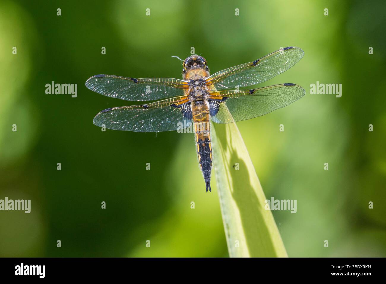 Libellule à quatre taches, Libellula quadrimaculata, Dumfries et Galloway, Écosse Banque D'Images