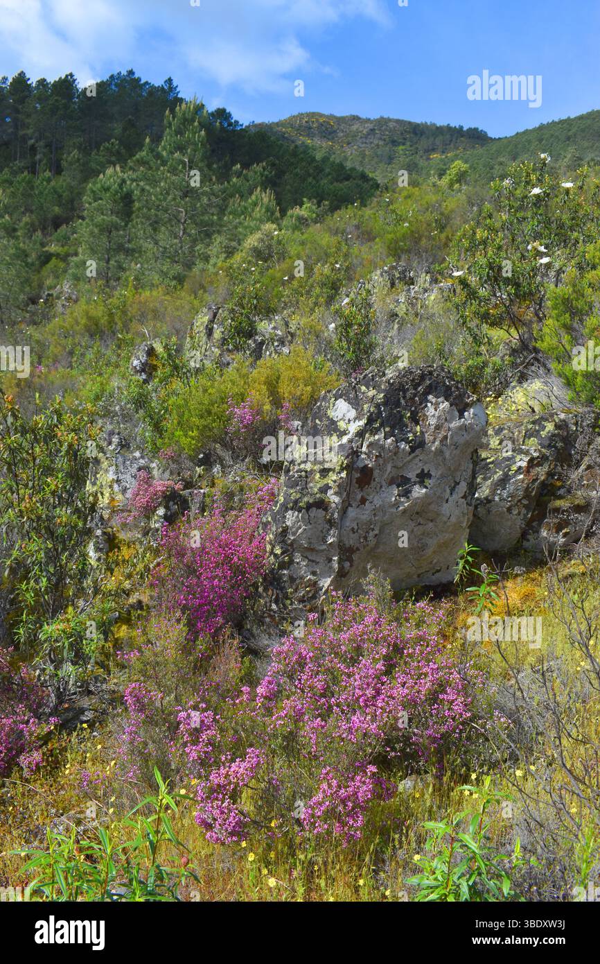 Fleurs violettes de la cloche de bruyère (Erica cinerea) poussant parmi les rochers Banque D'Images