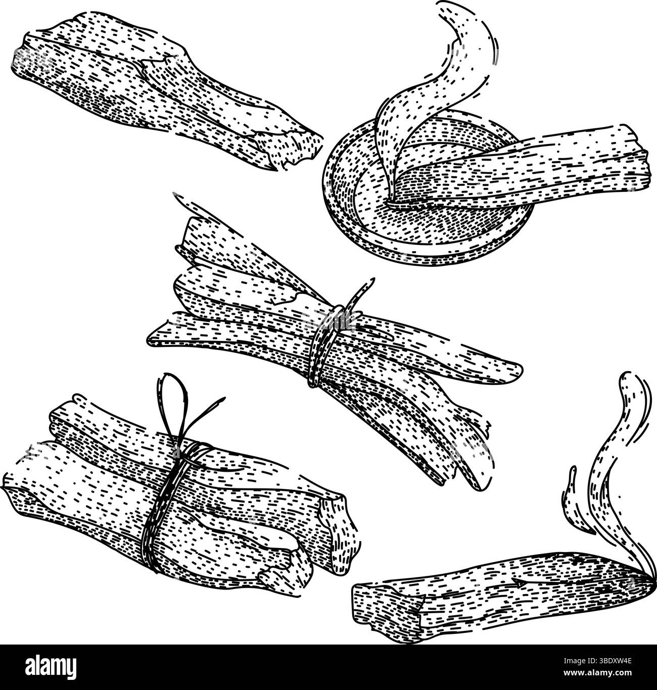 palo santo a défini le vecteur dessiné à la main Illustration de Vecteur