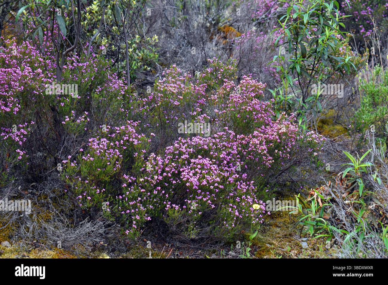 Fleurs violettes de la cloche de bruyère (Erica cinerea) poussant parmi les rochers Banque D'Images