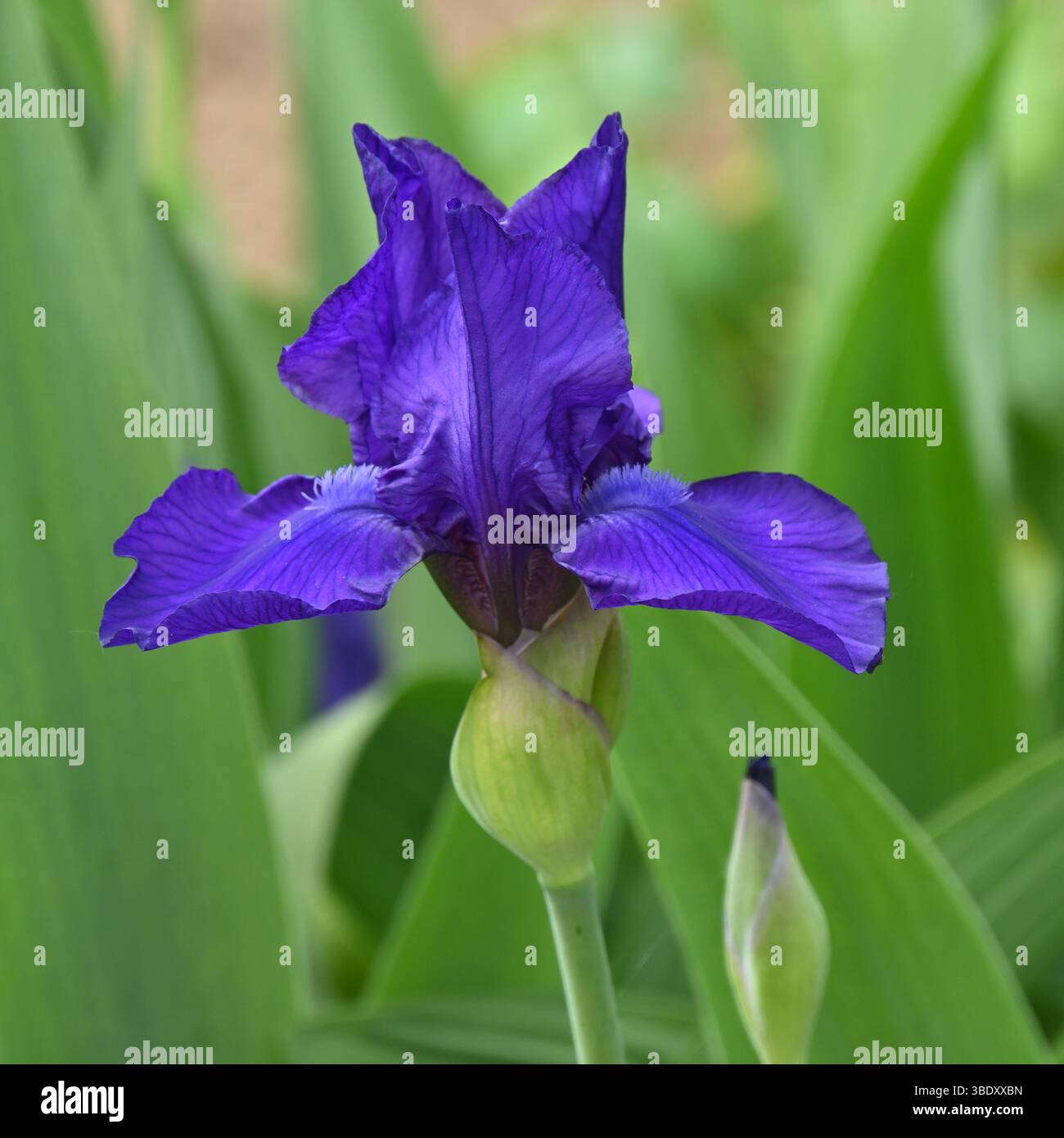 Début d'été floraison de la grande Iris germanica à barbe violette UK May Banque D'Images