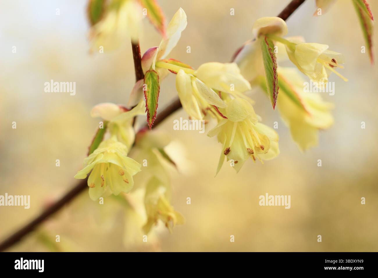 Corylopsis pauciflora. Buttercup sorcière noisette fleurs au début du printemps. ROYAUME-UNI Banque D'Images