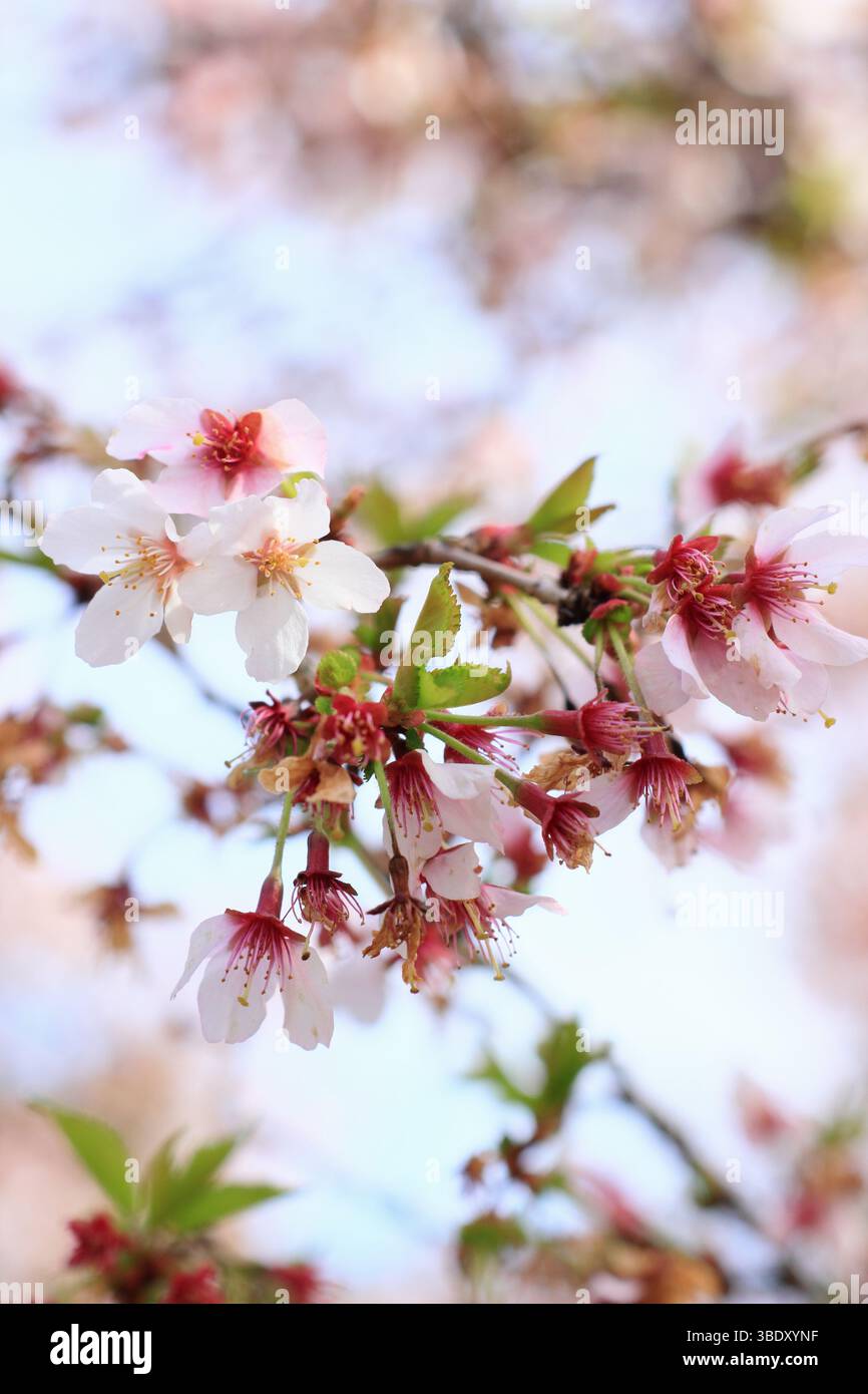 Prunus incisa Kojo no mai cerise à fleurs. Fleurs printanières du petit cerisier 'Kojo-no-mai', ou Fuji Cherry. ROYAUME-UNI Banque D'Images