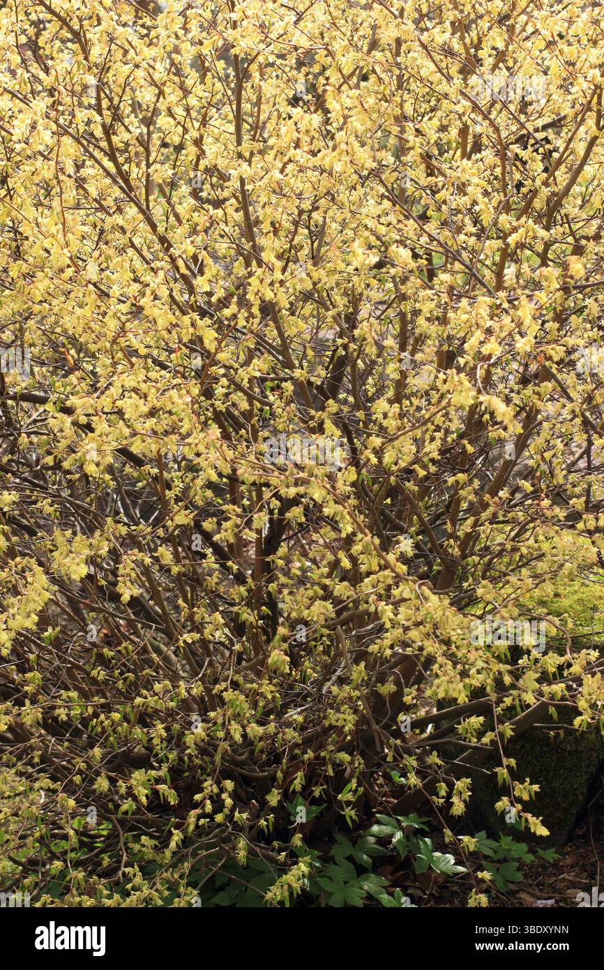 Corylopsis pauciflora. Buttercup sorcière noisette fleurs au début du printemps. ROYAUME-UNI Banque D'Images