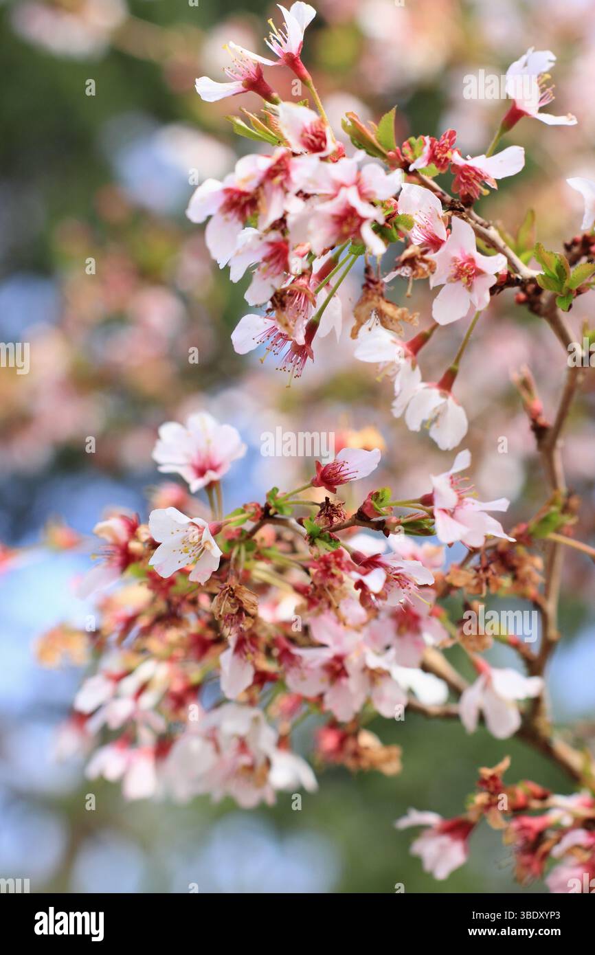 Prunus incisa Kojo no mai cerise à fleurs. Fleurs printanières du petit cerisier 'Kojo-no-mai', ou Fuji Cherry. ROYAUME-UNI Banque D'Images