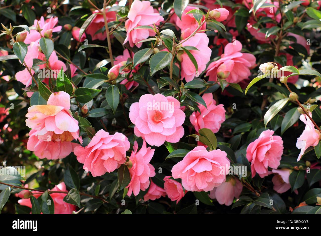 Don de Camellia x williamsii, fleurs roses semi-doubles au printemps. Les fleurs apparaissent à partir de la fin de l'hiver. ROYAUME-UNI Banque D'Images