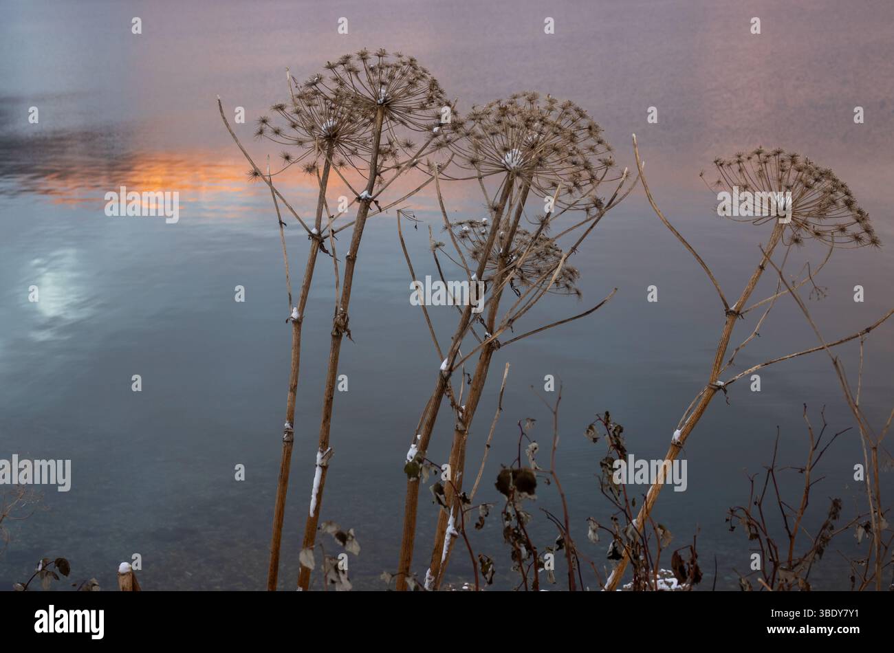 Plantes sèches à la fin de l'automne sur la côte de la mer norvégienne, reflétant les couleurs du lever du soleil. Harstad, Norvège. Banque D'Images