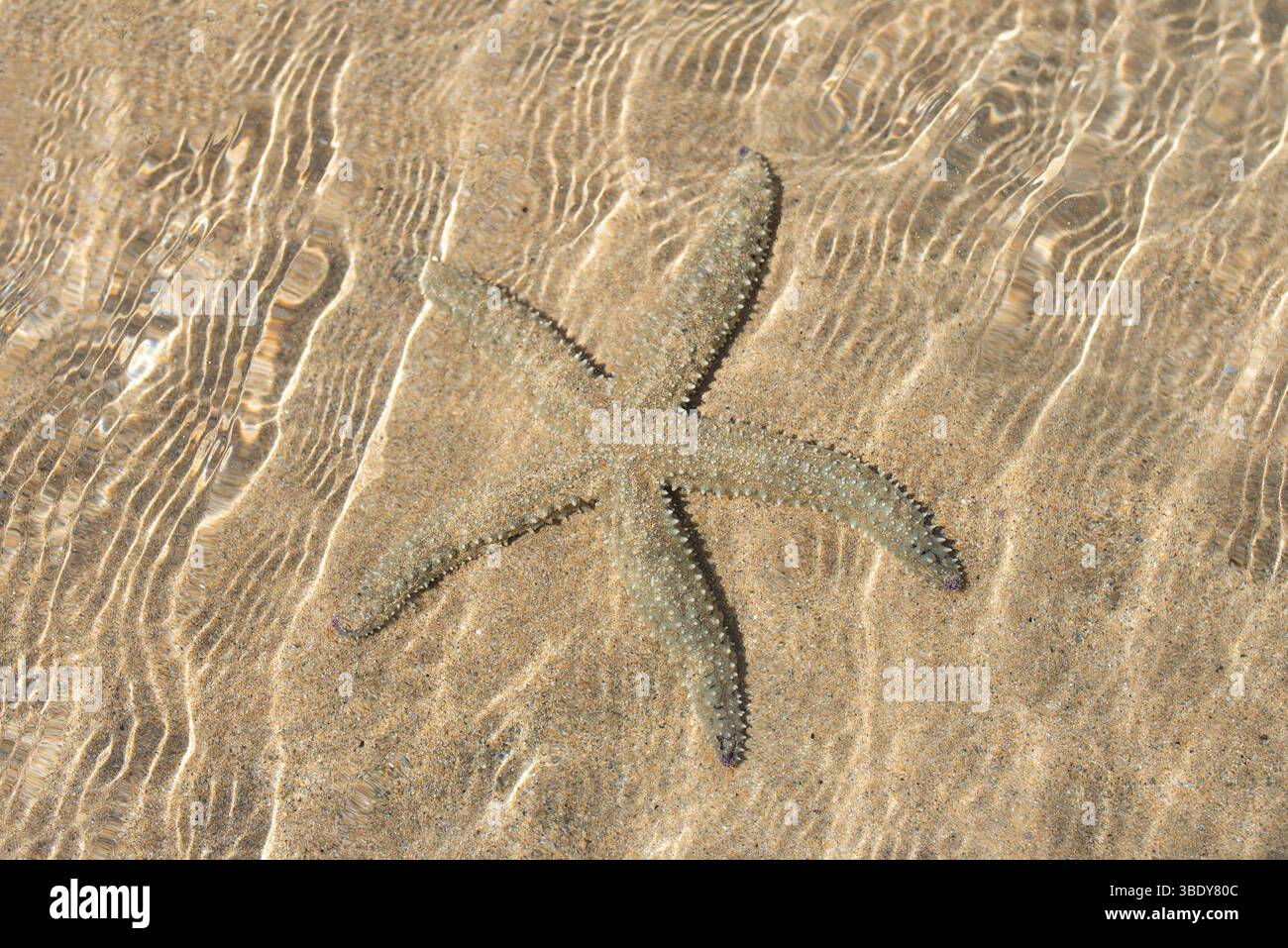 Gros plan d'une étoile de mer se reposant dans un rocher sur une plage de sable de Cornouailles, mettant en valeur la vie marine côtière et les textures naturelles. Banque D'Images