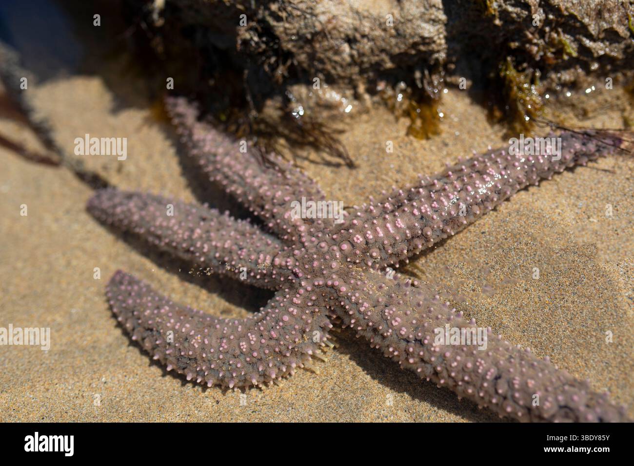 Gros plan d'une étoile de mer se reposant dans un rocher sur une plage de sable de Cornouailles, mettant en valeur la vie marine côtière et les textures naturelles. Banque D'Images