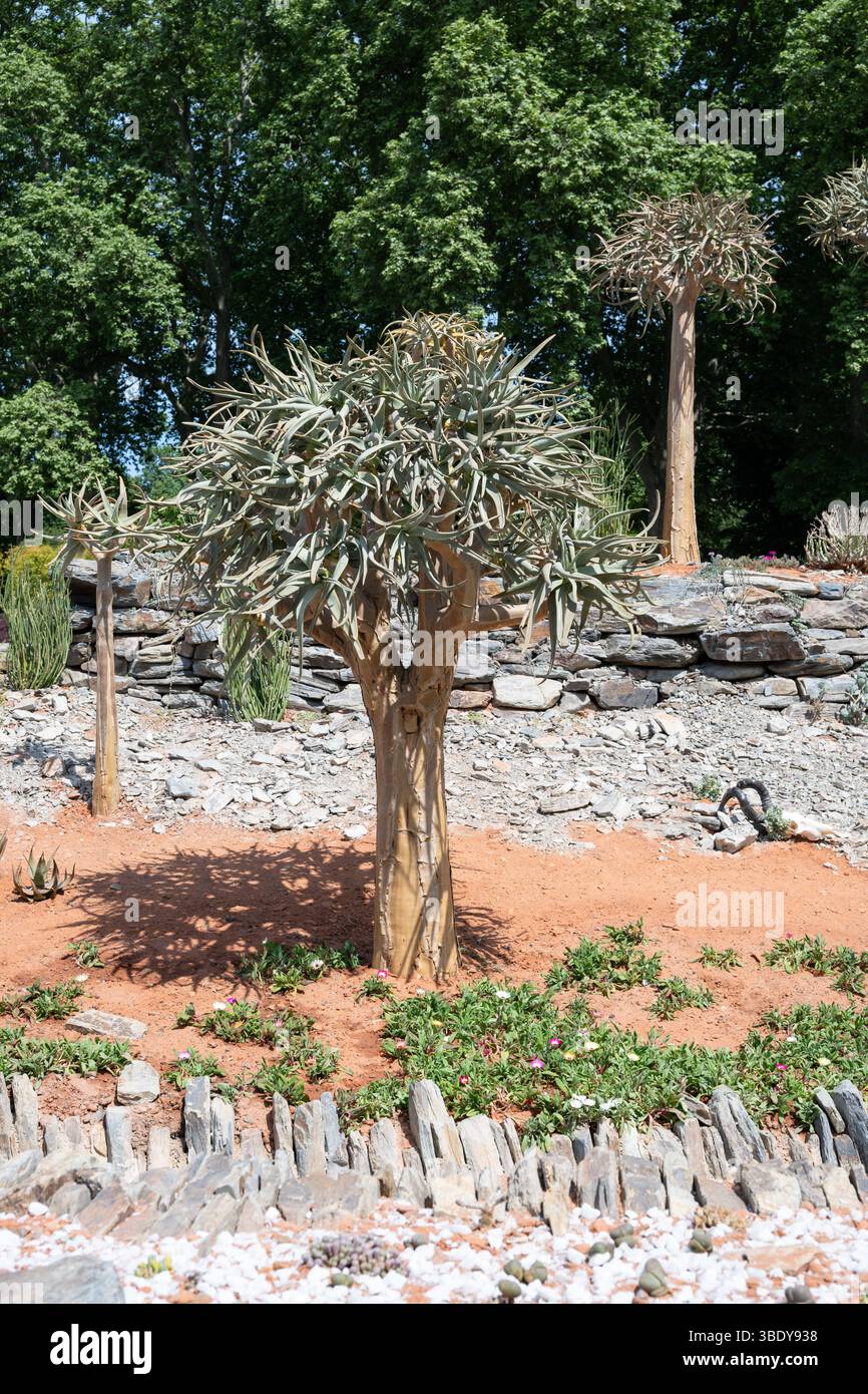 Paysage sud-africain avec des arbres carquois (Aloidendron dichotomum) au Chelsea Flower Show Banque D'Images