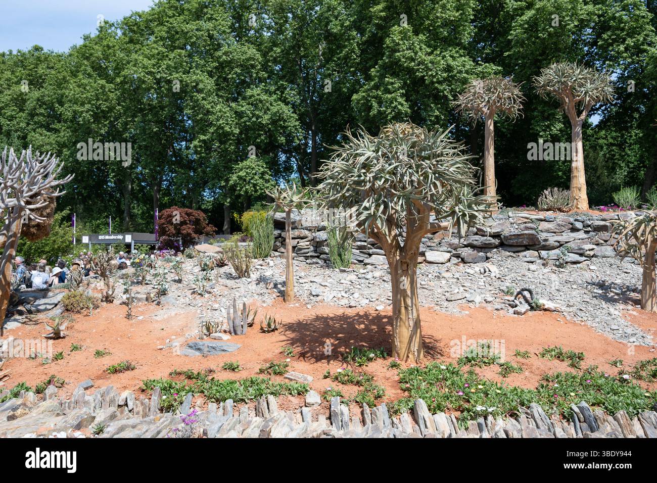 Paysage sud-africain avec des arbres carquois (Aloidendron dichotomum) au Chelsea Flower Show Banque D'Images