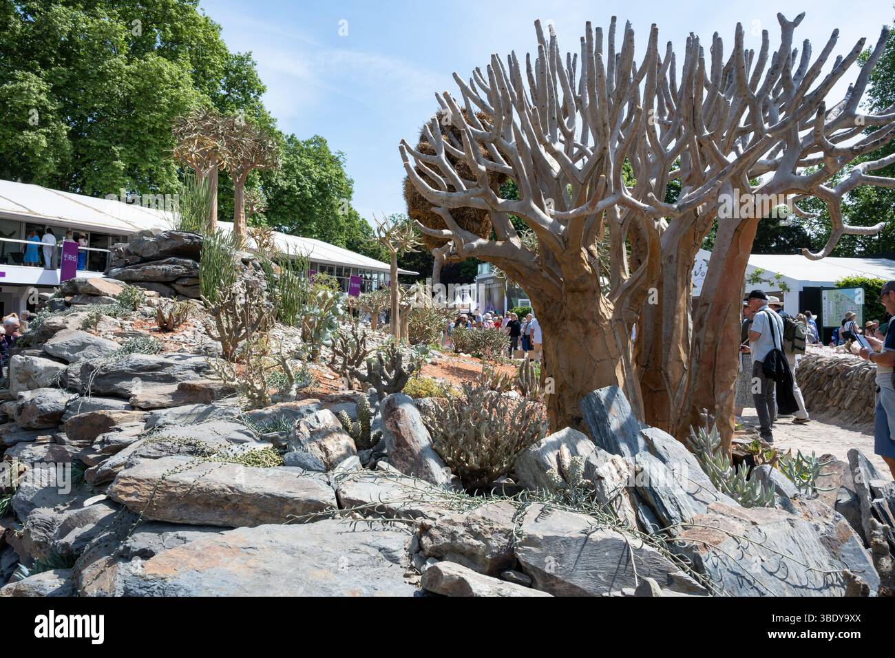 Paysage sud-africain avec des arbres carquois (Aloidendron dichotomum) au Chelsea Flower Show Banque D'Images