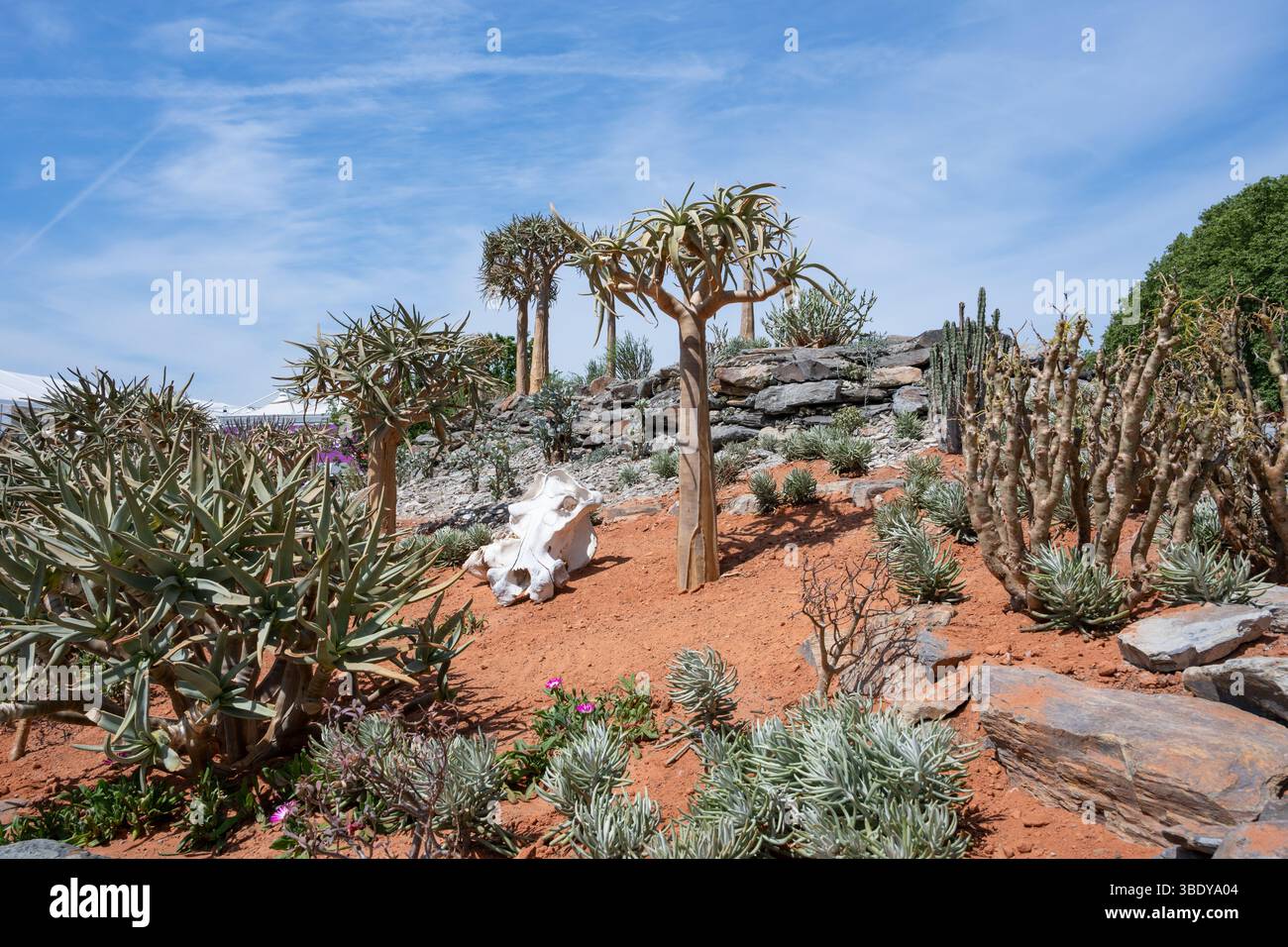 Paysage sud-africain avec des arbres carquois (Aloidendron dichotomum) au Chelsea Flower Show Banque D'Images