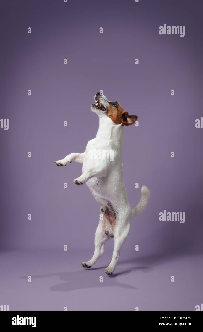 Un Jack Russell Terrier a capturé un saut à mi-hauteur avec un fond violet. La posture énergique du chien et son expression lumineuse témoignent de sa personnalité ludique. Banque D'Images