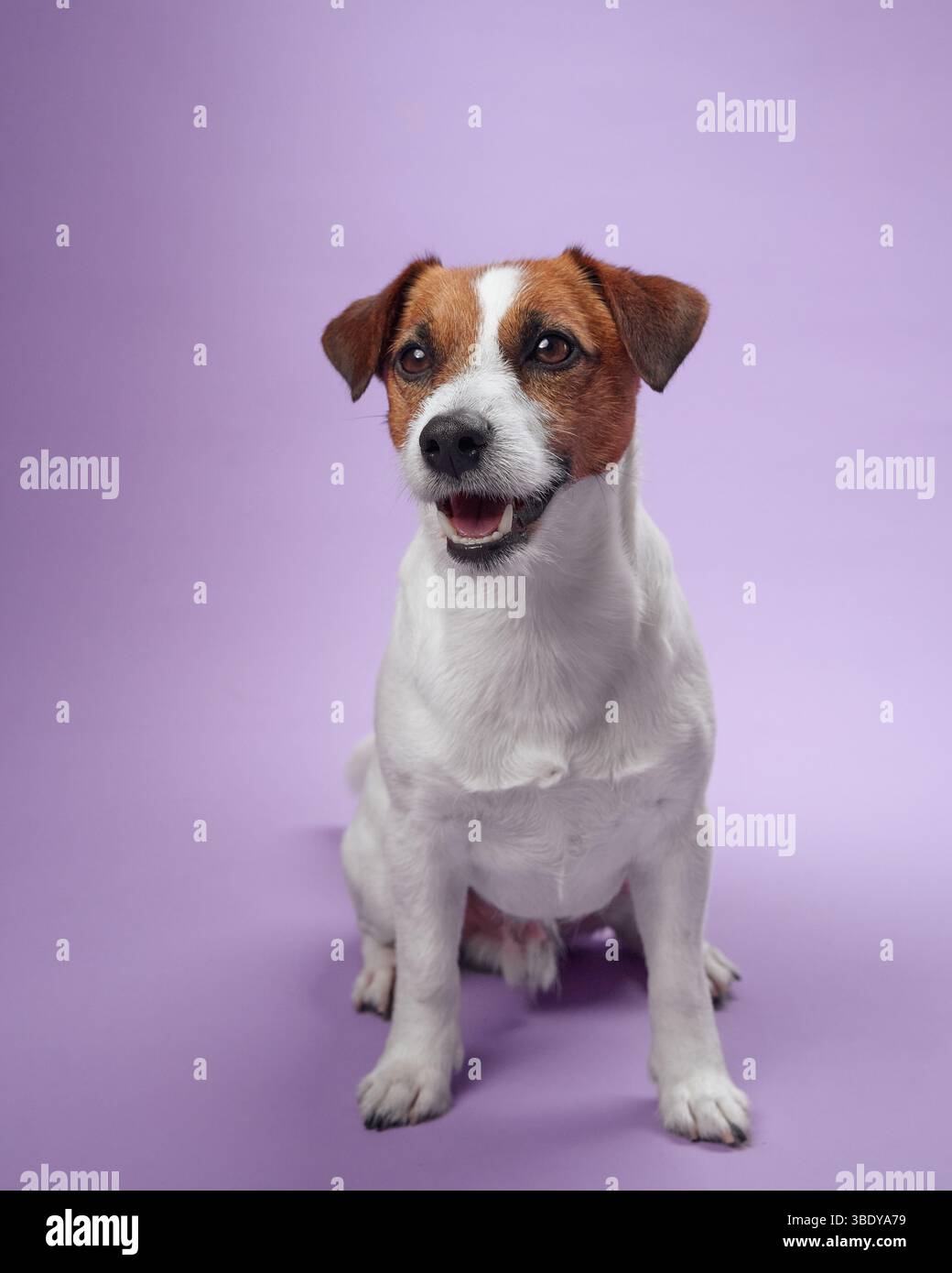 Un Jack Russell Terrier est assis calmement sur un fond violet. Le chien a une expression attentive et amicale, ajoutant du charme. Banque D'Images