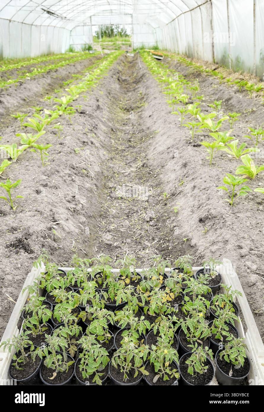 Semis et légumes dans une plantation biologique en serre, foyer sélectif. Banque D'Images