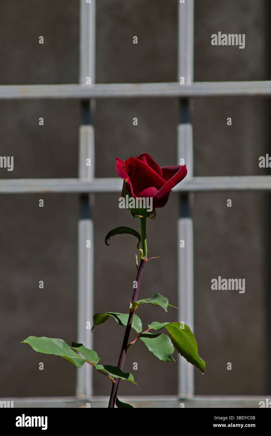 Un grand buisson avec une fleur de rose rouge fleurie devant une fenêtre avec des barres de métal, Sofia, Bulgarie Banque D'Images