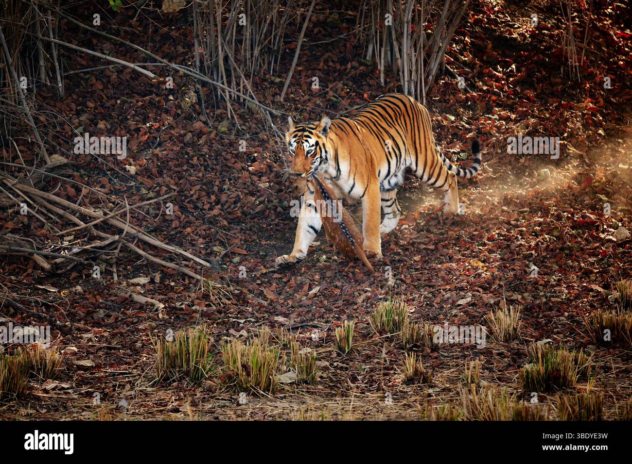 Tigre du Bengale (Panthera tigris tigris) avec proie en bouche, réserve de tigres de Tadoba-Andhari, Inde, Asie Banque D'Images