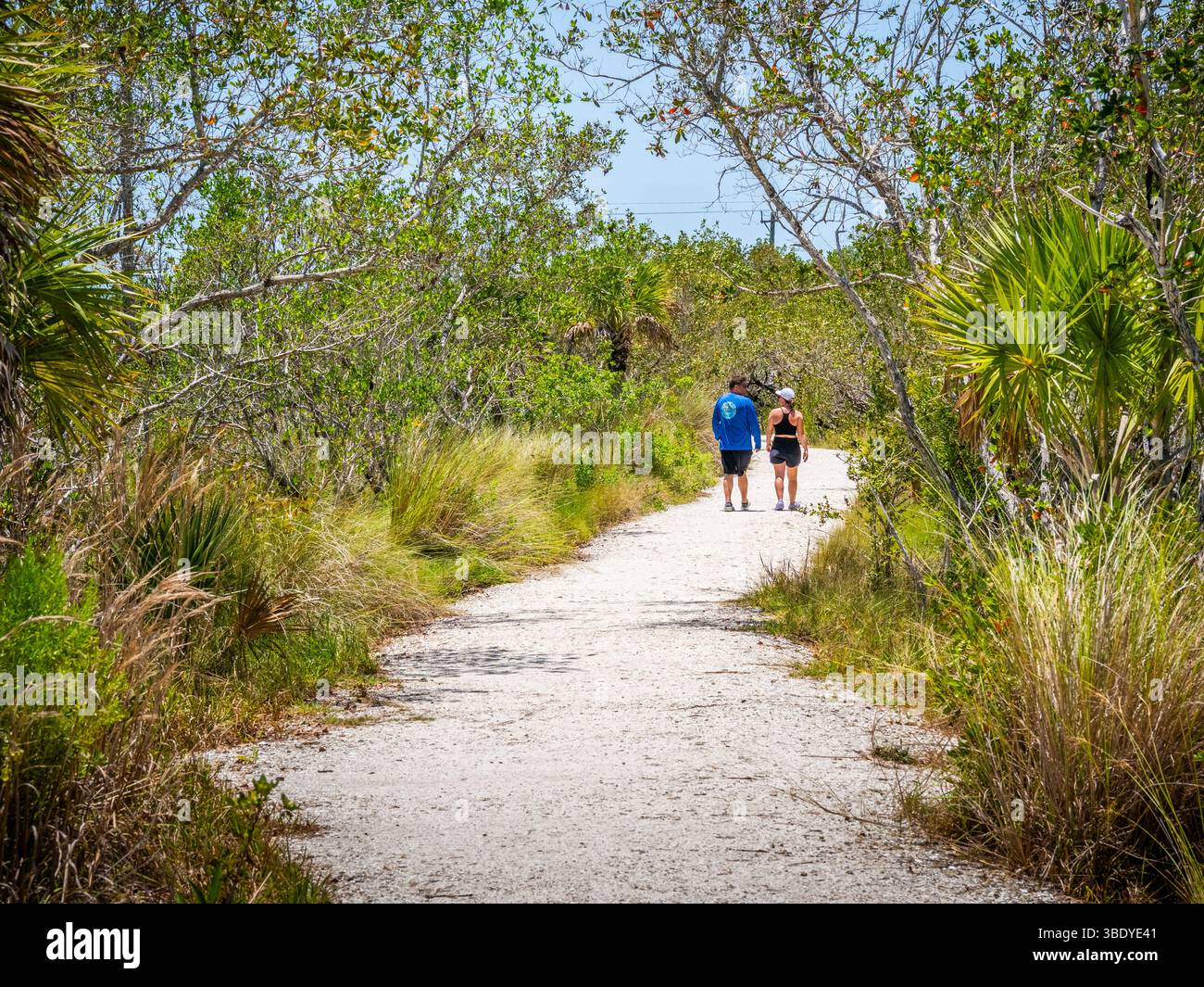 Couple marchant sur le sentier de coquillage à la zone Big Cypress Bend Boardwalk du parc d'État de Fakahatchee Strand Preserve dans le sud-ouest de la Floride, États-Unis Banque D'Images