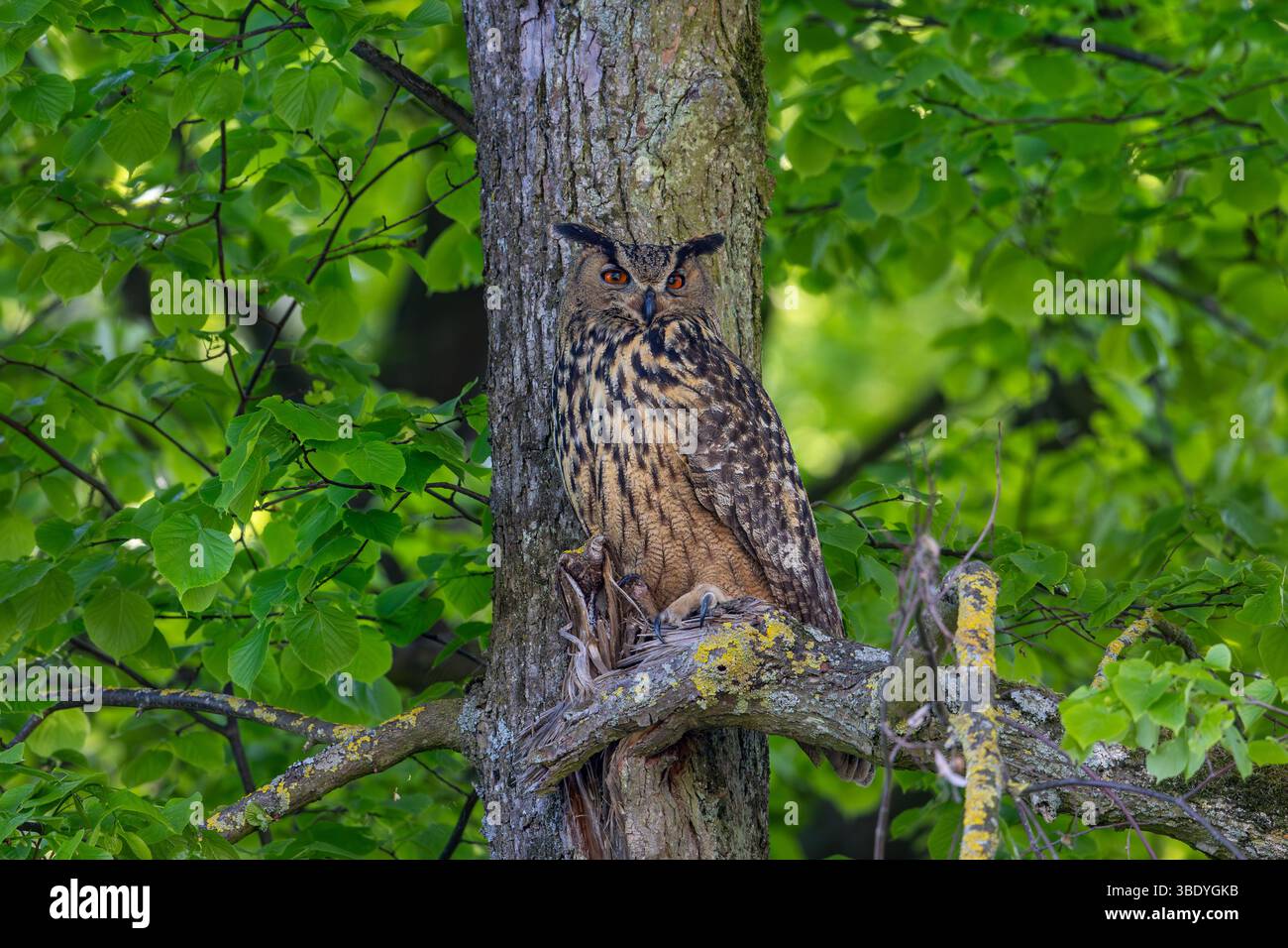 Aigle-hibou eurasien / aigle-hibou européen (Bubo bubo) adulte dans une forêt à feuilles larges au printemps, montrant des couleurs de camouflage contre l'écorce du tronc d'arbre Banque D'Images