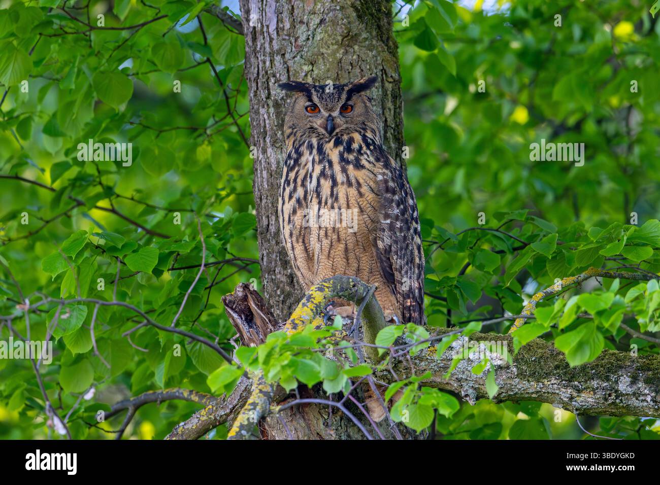 Aigle-hibou eurasien / aigle-hibou européen (Bubo bubo) adulte dans une forêt à feuilles larges au printemps, montrant des couleurs de camouflage contre l'écorce du tronc d'arbre Banque D'Images