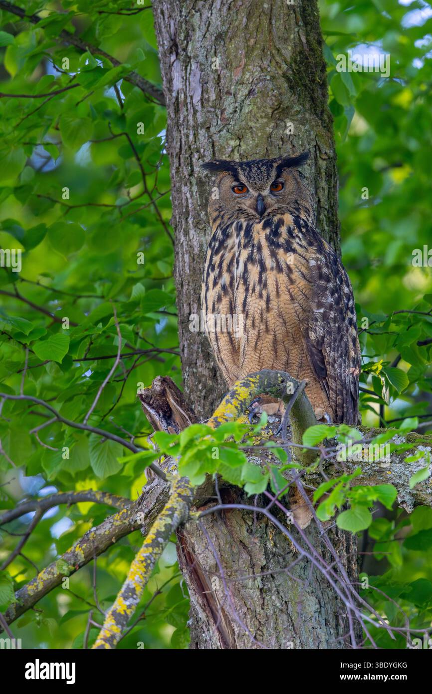 Aigle-hibou eurasien / aigle-hibou européen (Bubo bubo) adulte dans une forêt à feuilles larges au printemps, montrant des couleurs de camouflage contre l'écorce du tronc d'arbre Banque D'Images