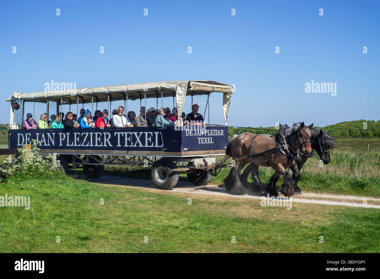 Deux chevaux de trait belges tirant de Jan Plezier Texel, chariot couvert avec des touristes, en visite à de Slufter, Hollande du Nord, pays-Bas Banque D'Images