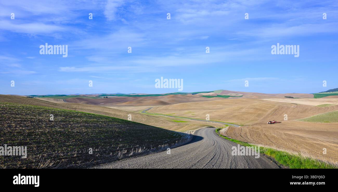 La route de gravier traverse les terres agricoles de la région de Palouse au printemps Banque D'Images