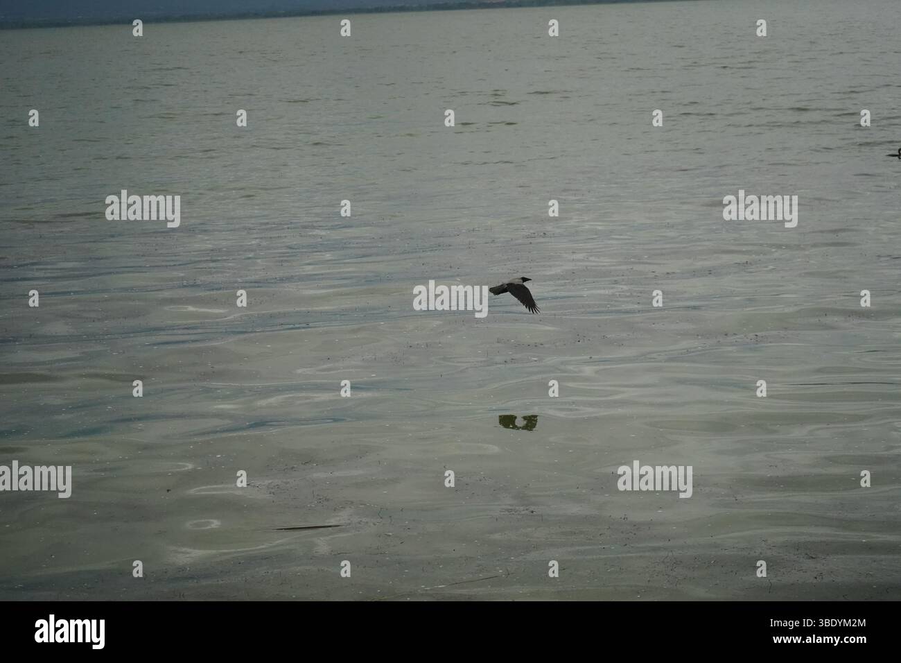 Un grand plan de lac avec grand étang. La surface de l'eau est d'un vert grisâtre sourd. Dark Crow est en vol et se déplace horizontalement à travers l'eau. Banque D'Images