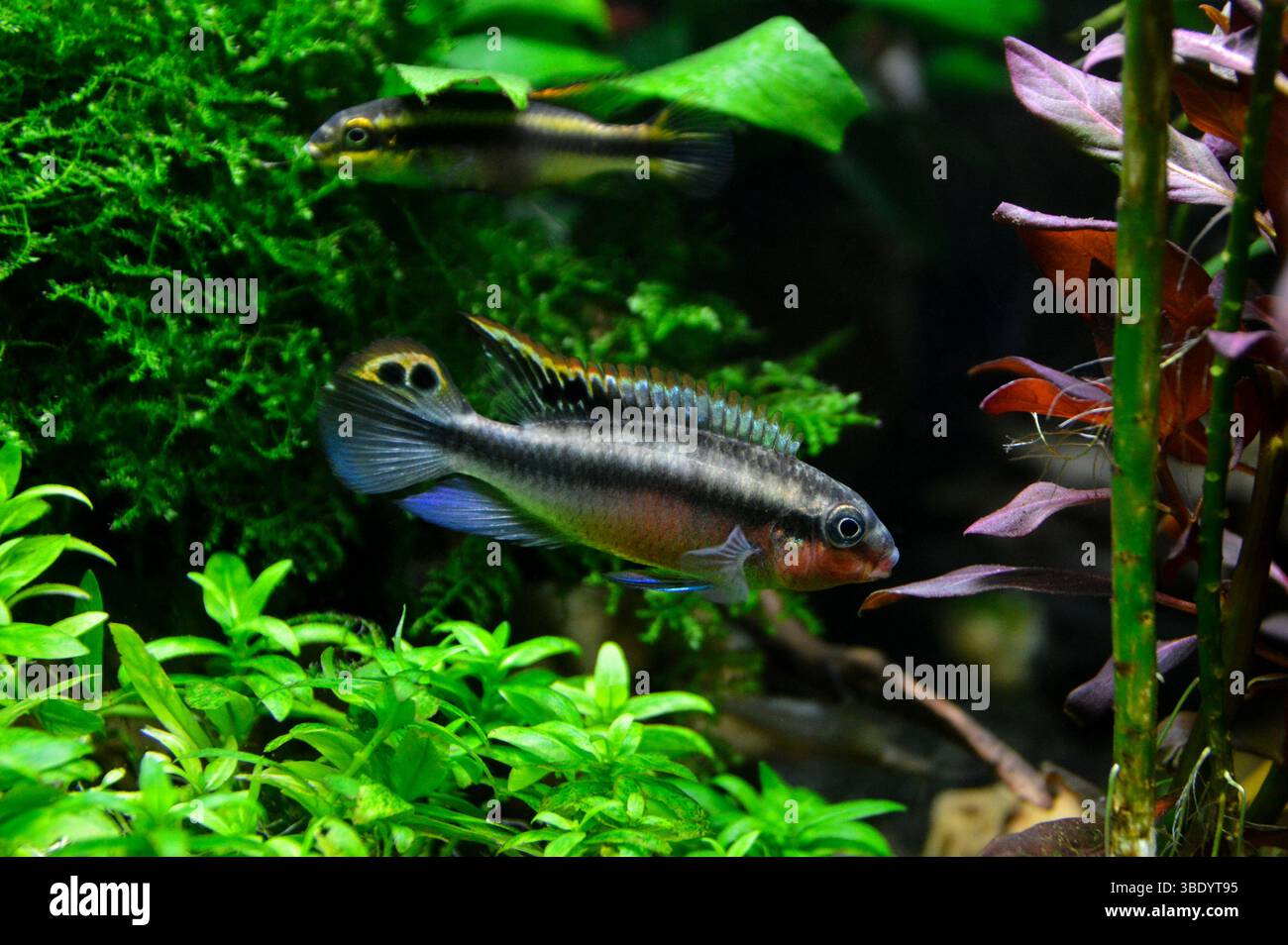 Beau couple de cichlidés africains Pelvicachromis pulcher, également appelés kribensis ou pelmato, avec le mâle et la femelle Banque D'Images