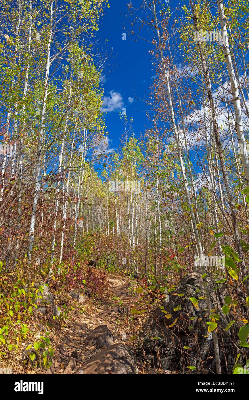 Sentier à travers les bouleaux sur la Gunflint Trail dans le Minnesota Banque D'Images