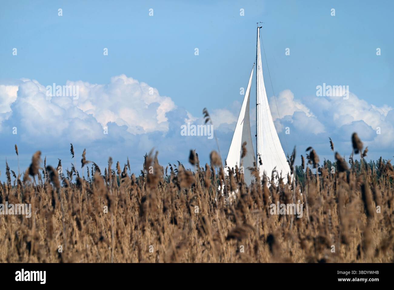 Voiles blanches derrière des roseaux sous un ciel bleu vif avec des nuages moelleux, péninsule de Tihany, lac Balaton, Hongrie Banque D'Images