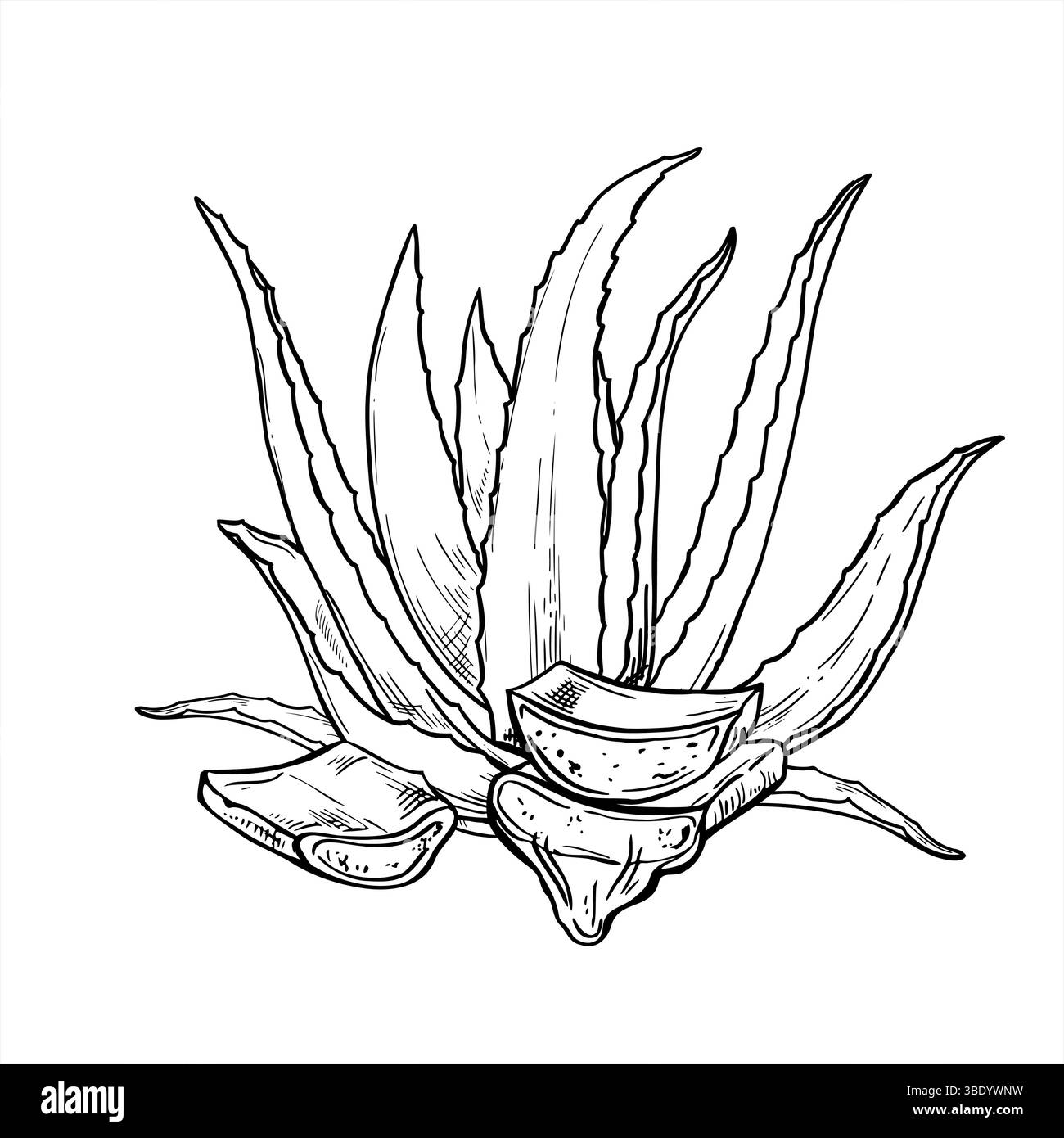 Aloès avec des feuilles coupées et sève monochrome illustration vectorielle peinte par des encres noires. Plante de soin de la peau pour cosmétiques naturels, emballage de soin de la peau Illustration de Vecteur
