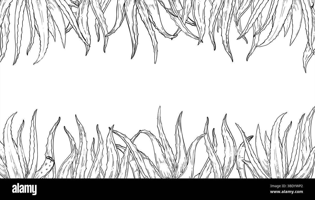 L'aloès laisse une bordure vectorielle horizontale noir et blanc avec un espace de copie pour le texte. Illustration florale pour emballages cosmétiques, menus spa, produit bio Illustration de Vecteur