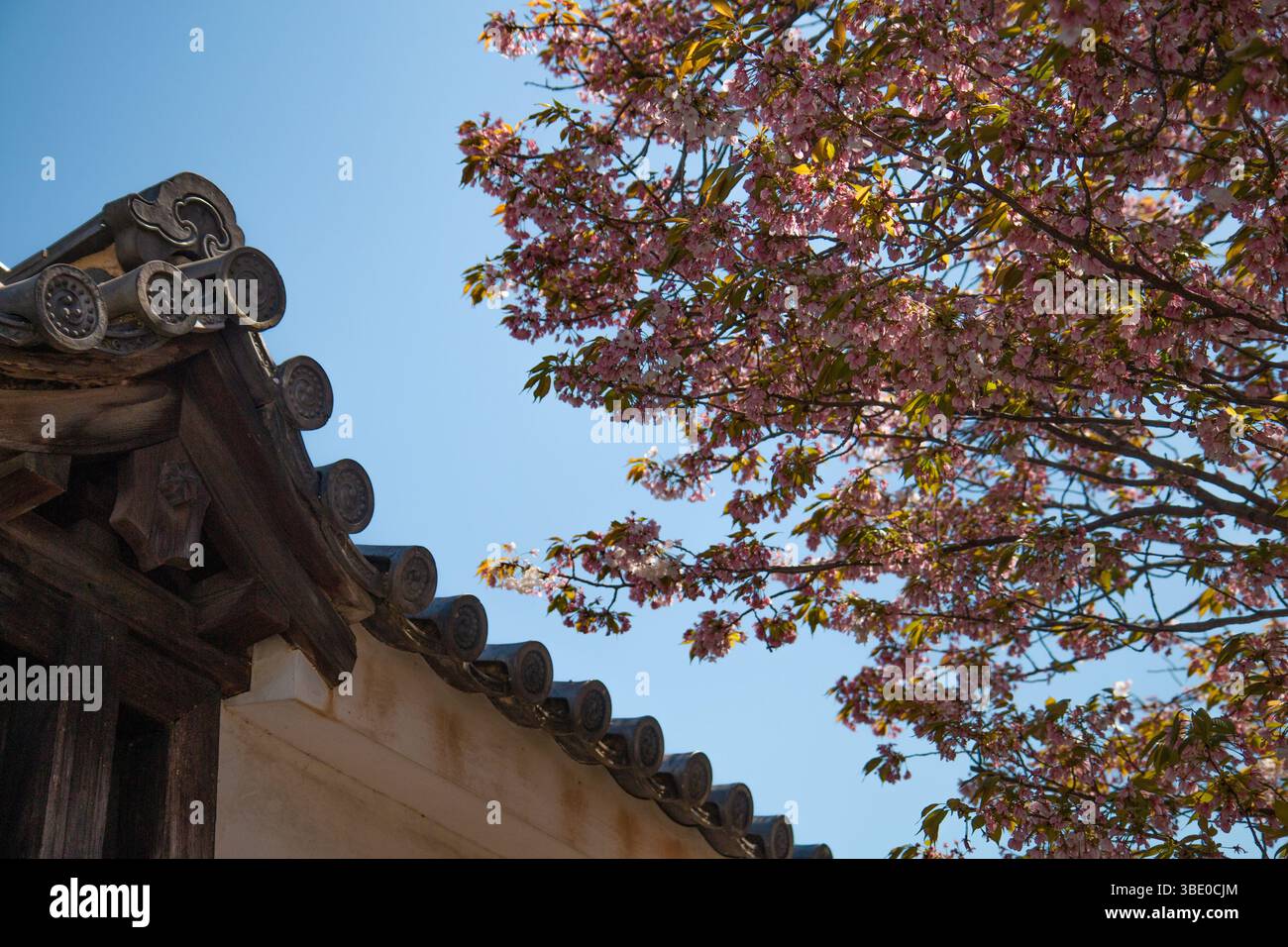 Gros plan d'un coin de toit de temple carrelé encadré par des fleurs de cerisier en fleurs à Kyoto, au Japon, sous une douce lumière printanière Banque D'Images