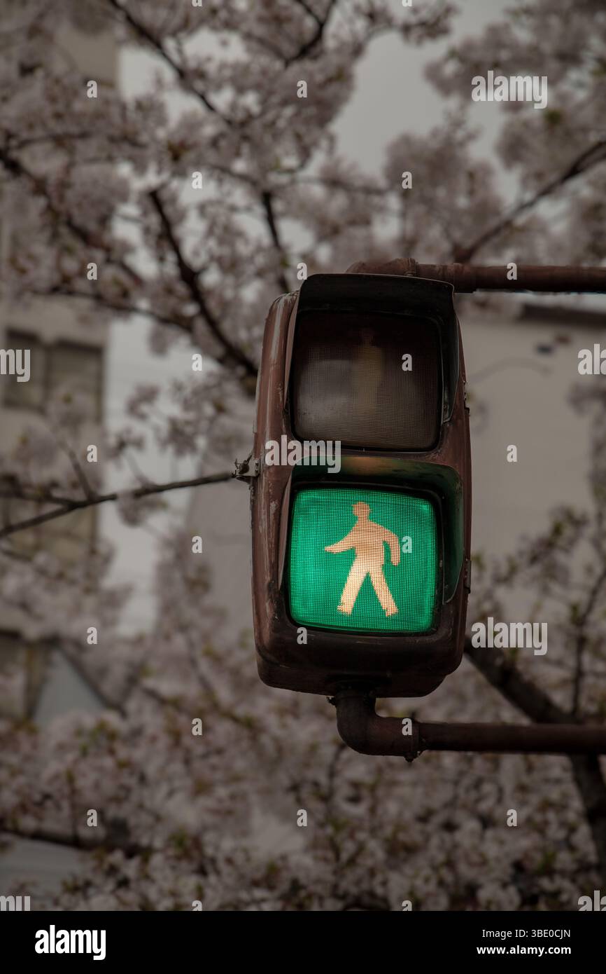 Signal piéton LED affichant une icône de marche verte sur fond de branches de fleurs de cerisier à Kyoto, au Japon Banque D'Images
