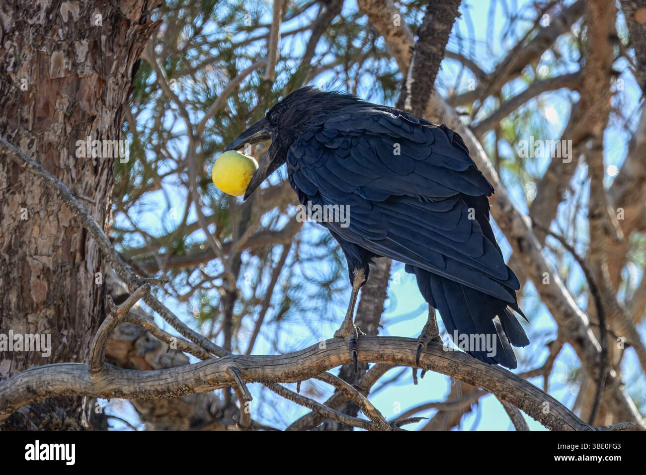Un corbeau commun (Corvus corax) est assis sur une branche tenant une petite pomme jaune dans son bec. Banque D'Images