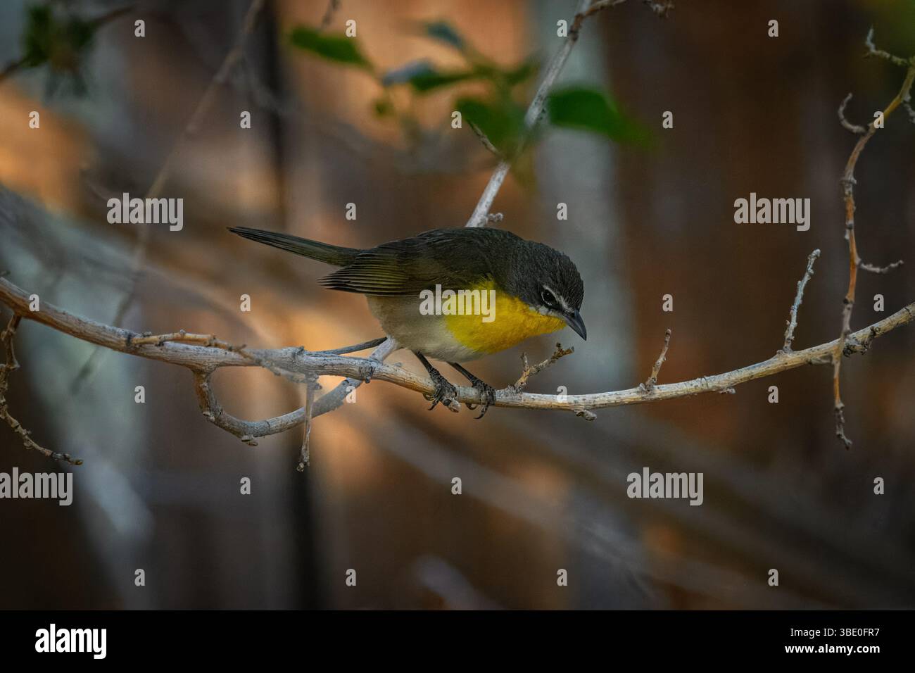 Un chat à poitrine jaune (Icteria virens) sur une branche de mûrier. Banque D'Images