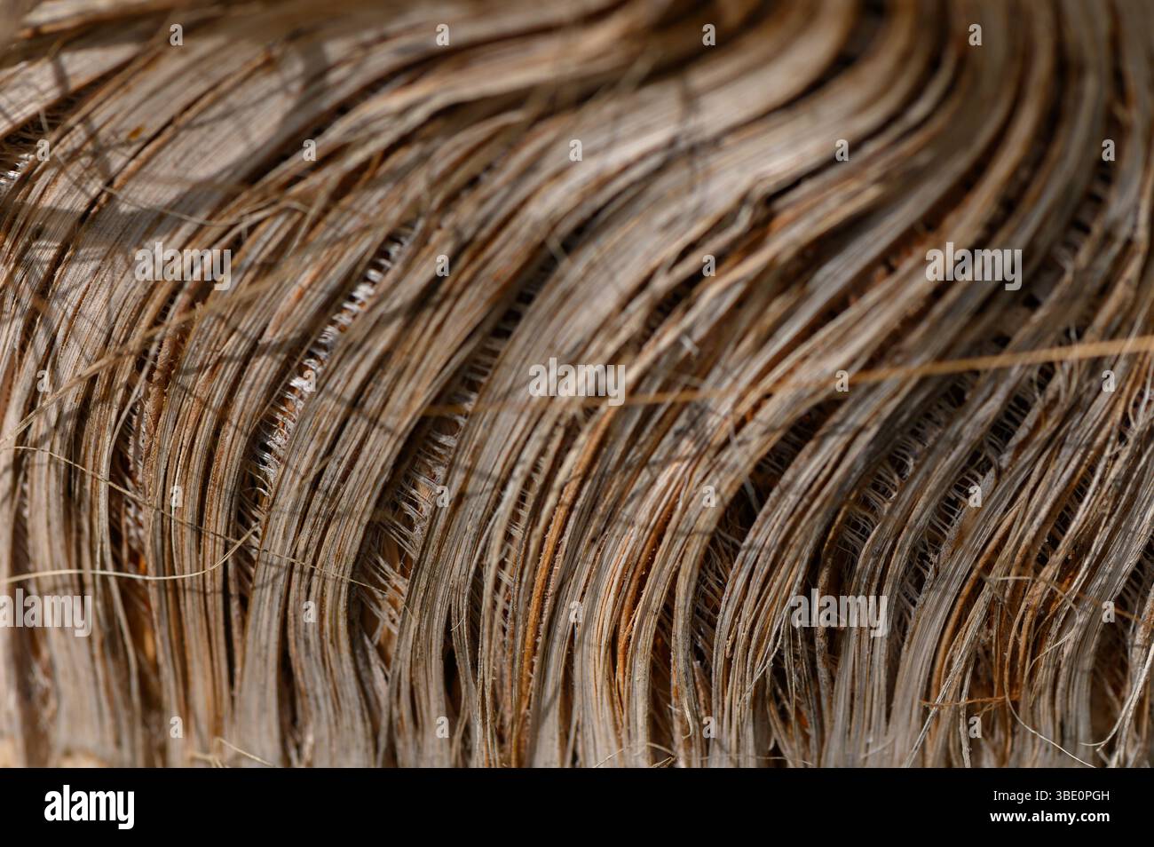 Image en gros plan du tronc fibreux d'un palmier, mettant en évidence son motif et sa structure uniques. Banque D'Images