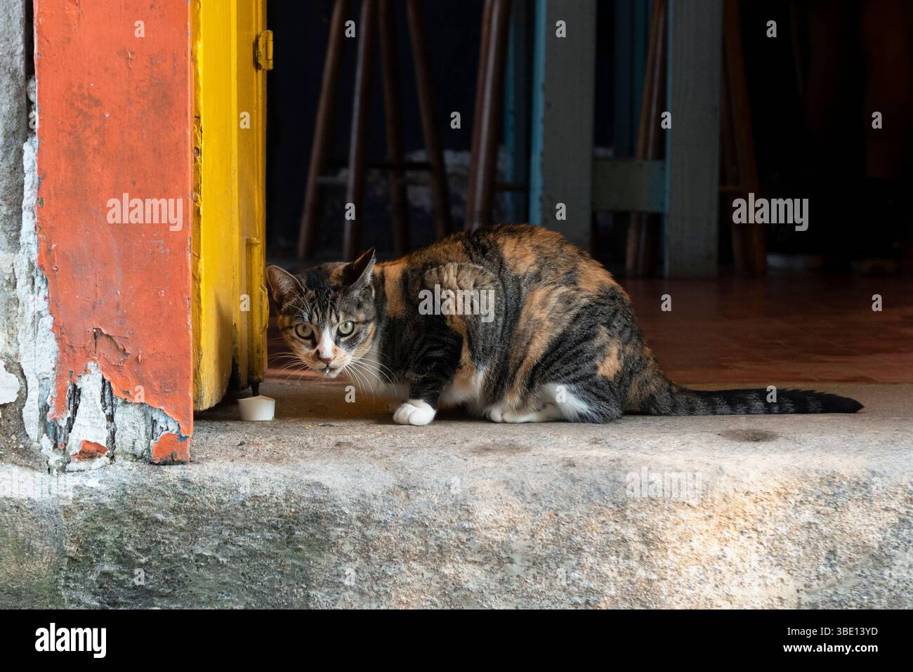 Chat buvant du lait par la porte colorée Banque D'Images