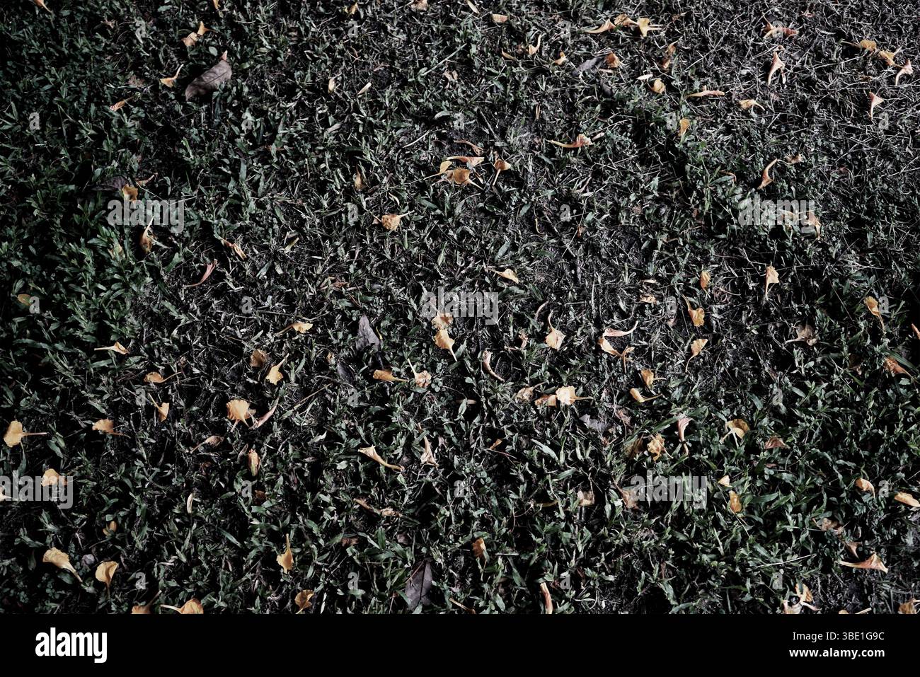 Pétales tombés sur le sol gris foncé palette naturelle plante esthétique texturée fond abstrait Banque D'Images