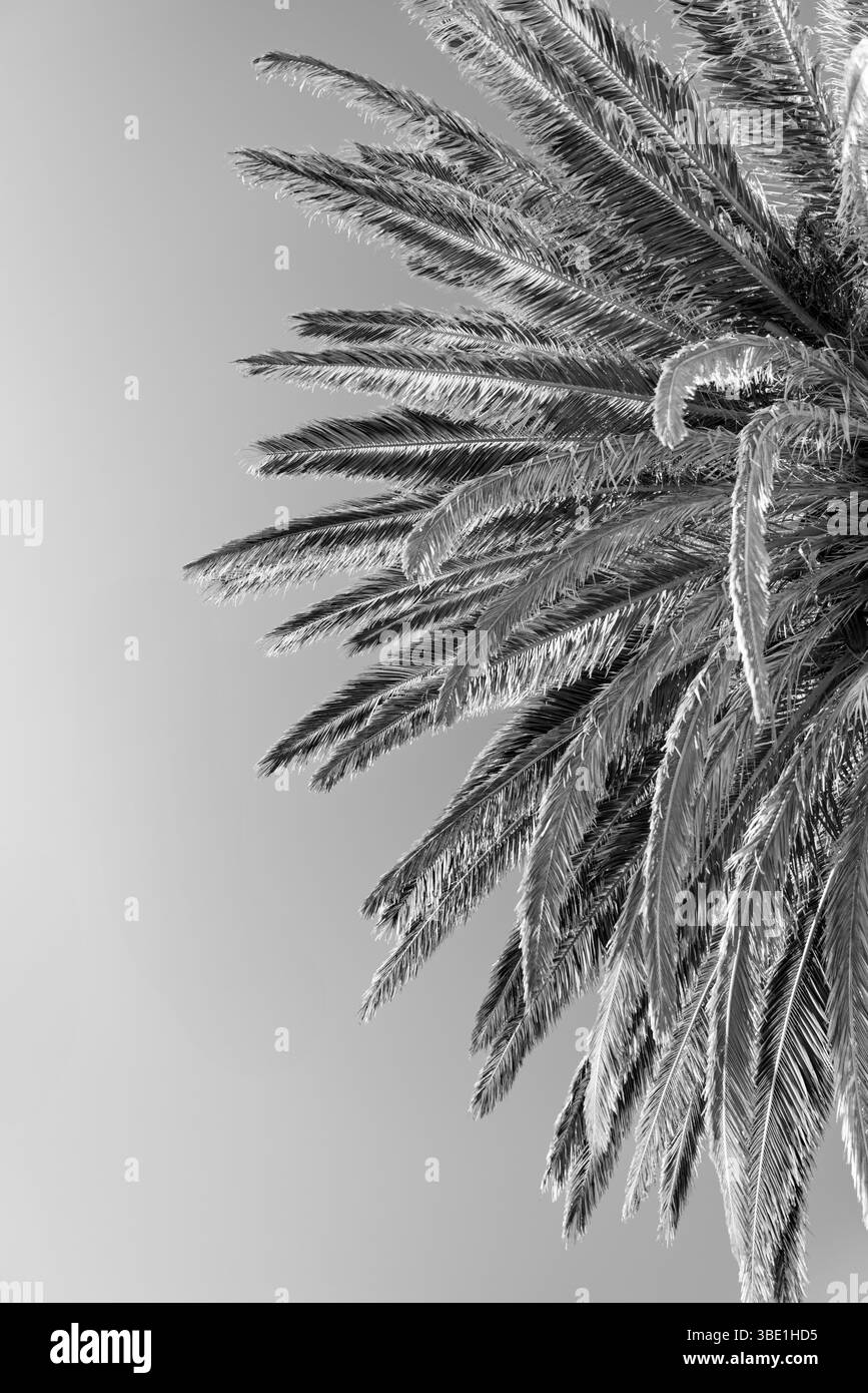 Gros plan de feuilles de palmier poussant sous un ciel clair, créant une sensation estivale et tropicale en noir et blanc monochrome Banque D'Images